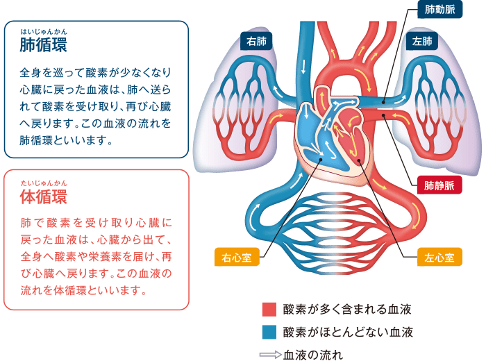 図1　血栓と塞栓